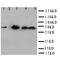Protein Tyrosine Phosphatase Non-Receptor Type 11 antibody, LS-C313006, Lifespan Biosciences, Western Blot image 