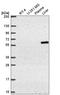 TERF1 Interacting Nuclear Factor 2 antibody, HPA069807, Atlas Antibodies, Western Blot image 