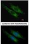 Succinate-CoA Ligase GDP-Forming Beta Subunit antibody, PA5-21810, Invitrogen Antibodies, Immunofluorescence image 