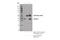 Potassium Channel Tetramerization Domain Containing 12 antibody, 81935S, Cell Signaling Technology, Immunoprecipitation image 