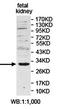APAF1 Interacting Protein antibody, orb78338, Biorbyt, Western Blot image 