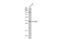 Four And A Half LIM Domains 2 antibody, GTX114072, GeneTex, Western Blot image 