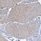 CUE Domain Containing 2 antibody, NBP1-88538, Novus Biologicals, Immunohistochemistry paraffin image 