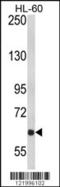 Rho Guanine Nucleotide Exchange Factor 10 antibody, LS-B14404, Lifespan Biosciences, Western Blot image 