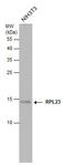 60S ribosomal protein L23 antibody, GTX131029, GeneTex, Western Blot image 