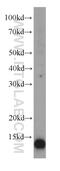 Thioredoxin Domain Containing 17 antibody, 20811-1-AP, Proteintech Group, Western Blot image 