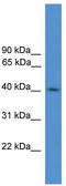 Kelch Domain Containing 3 antibody, TA340233, Origene, Western Blot image 