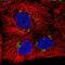 Solute Carrier Family 30 Member 6 antibody, PA5-63432, Invitrogen Antibodies, Immunofluorescence image 