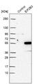 Eukaryotic Translation Initiation Factor 2B Subunit Gamma antibody, NBP1-83986, Novus Biologicals, Western Blot image 