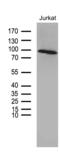 Zinc Finger Protein 264 antibody, MA5-27309, Invitrogen Antibodies, Western Blot image 