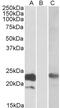 Cholinergic Receptor Nicotinic Alpha 7 Subunit antibody, 43-140, ProSci, Enzyme Linked Immunosorbent Assay image 