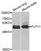 Alpha-(1,3)-fucosyltransferase 11 antibody, 19-541, ProSci, Western Blot image 