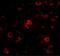 Nanos C2HC-Type Zinc Finger 3 antibody, GTX85389, GeneTex, Immunohistochemistry paraffin image 