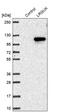 Leucine Rich Repeats And Guanylate Kinase Domain Containing antibody, PA5-56176, Invitrogen Antibodies, Western Blot image 