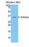 Myosin Heavy Chain 3 antibody, LS-C295487, Lifespan Biosciences, Western Blot image 