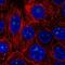 Histone Deacetylase 10 antibody, NBP2-56663, Novus Biologicals, Immunofluorescence image 