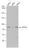 Synaptotagmin-like protein 4 antibody, GTX119939, GeneTex, Western Blot image 