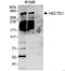 HECT Domain E3 Ubiquitin Protein Ligase 1 antibody, NBP1-49926, Novus Biologicals, Immunoprecipitation image 