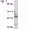 Caveolin 3 antibody, NB110-5029, Novus Biologicals, Western Blot image 