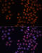 High Mobility Group Nucleosome Binding Domain 1 antibody, 22-035, ProSci, Immunofluorescence image 