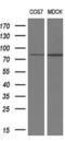 Receptor Interacting Serine/Threonine Kinase 1 antibody, MA5-26426, Invitrogen Antibodies, Western Blot image 