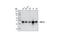 Glycogen Synthase Kinase 3 Beta antibody, 9315S, Cell Signaling Technology, Western Blot image 