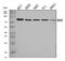 Gamma-Glutamyl Carboxylase antibody, A02643-1, Boster Biological Technology, Western Blot image 