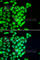 RAD51 Paralog B antibody, A6962, ABclonal Technology, Immunofluorescence image 