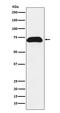 Na(+)/H(+) exchange regulatory cofactor NHE-RF3 antibody, M03176-1, Boster Biological Technology, Western Blot image 