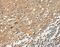 Angiopoietin Like 7 antibody, MBS2527153, MyBioSource, Immunohistochemistry paraffin image 