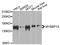 MYB Binding Protein 1a antibody, A04187, Boster Biological Technology, Western Blot image 