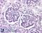 Wnt Family Member 9B antibody, LS-A9079, Lifespan Biosciences, Immunohistochemistry frozen image 