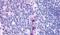 Integral membrane protein GPR137 antibody, PA5-33627, Invitrogen Antibodies, Immunohistochemistry frozen image 