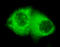 Keratin 7 antibody, LS-C178334, Lifespan Biosciences, Immunofluorescence image 