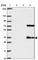 Transmembrane Protein 241 antibody, HPA059922, Atlas Antibodies, Western Blot image 