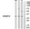 Homeobox D12 antibody, TA314033, Origene, Western Blot image 