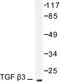 Transforming Growth Factor Beta 3 antibody, AP06352PU-N, Origene, Western Blot image 