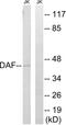 CD55 Molecule (Cromer Blood Group) antibody, abx014388, Abbexa, Western Blot image 