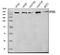 Spectrin Alpha, Non-Erythrocytic 1 antibody, A03831-3, Boster Biological Technology, Western Blot image 