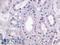 Lysophosphatidic Acid Receptor 4 antibody, LS-A871, Lifespan Biosciences, Immunohistochemistry paraffin image 
