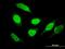 RUN domain-containing protein 2A antibody, MA5-22730, Invitrogen Antibodies, Immunofluorescence image 