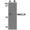Nicalin antibody, MBS150400, MyBioSource, Western Blot image 
