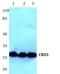 Chromobox 5 antibody, AP06694PU-N, Origene, Western Blot image 
