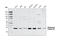 Ribosomal Protein S3 antibody, 2579S, Cell Signaling Technology, Western Blot image 