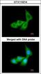 Serpin Family A Member 6 antibody, GTX110214, GeneTex, Immunofluorescence image 