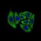 Dynactin Subunit 4 antibody, MA5-17065, Invitrogen Antibodies, Immunofluorescence image 