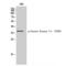 Casein Kinase 1 Alpha 1 antibody, LS-C381373, Lifespan Biosciences, Western Blot image 