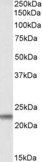 Claudin 14 antibody, LS-B2532, Lifespan Biosciences, Western Blot image 