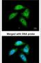 C-Terminal Binding Protein 1 antibody, PA5-21383, Invitrogen Antibodies, Immunofluorescence image 