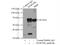 Heterogeneous Nuclear Ribonucleoprotein K antibody, 11426-1-AP, Proteintech Group, Immunoprecipitation image 